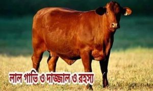 Read more about the article লাল গাভি ও দাজ্জাল রহস্য। পর্বঃ০১